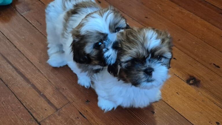 Shih Tzu puppies for sale in Newry, County Armagh – 7 weeks old - Image 2 of 3