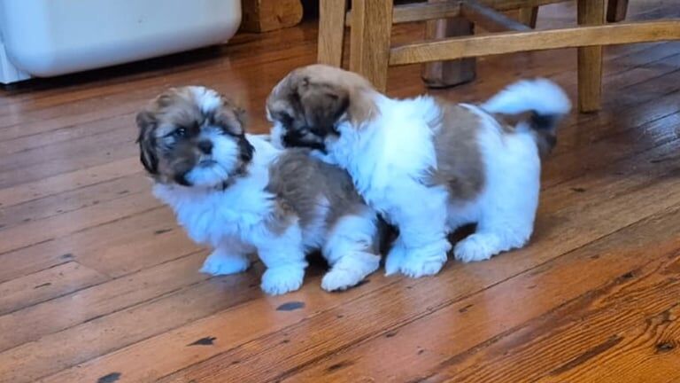 Shih Tzu puppies for sale in Newry, County Armagh – 7 weeks old - Image 3 of 3