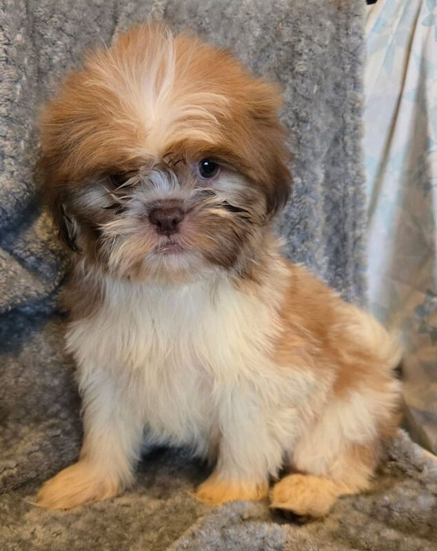 Shih Tzu puppies for sale in Tipton, West Midlands – 8 weeks old