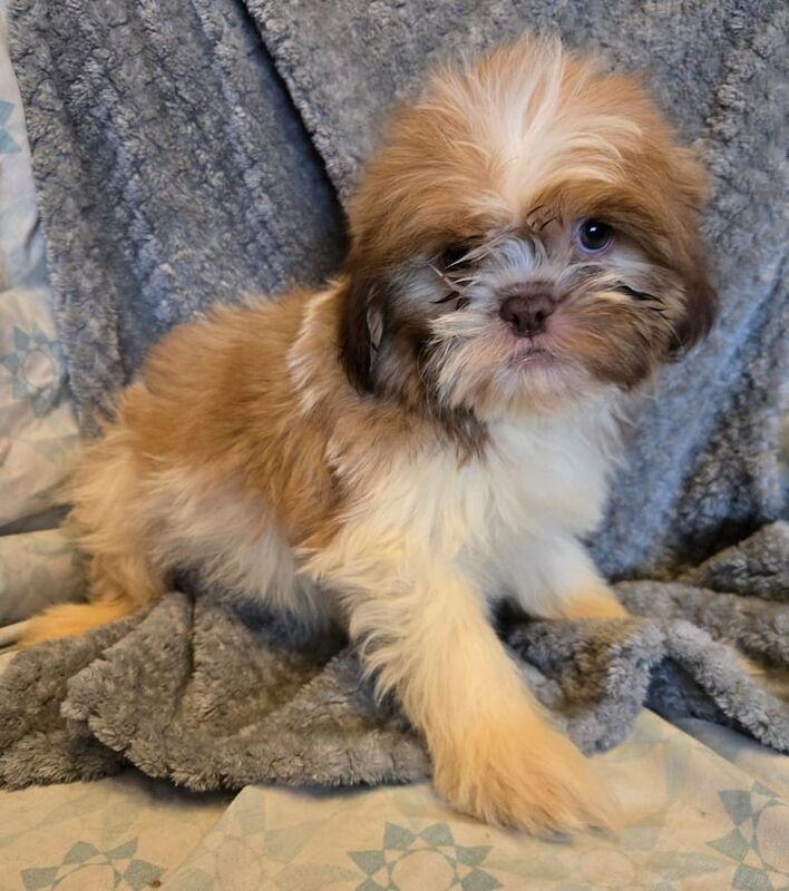 Shih Tzu puppies for sale in Tipton, West Midlands – 8 weeks old - Image 2 of 3