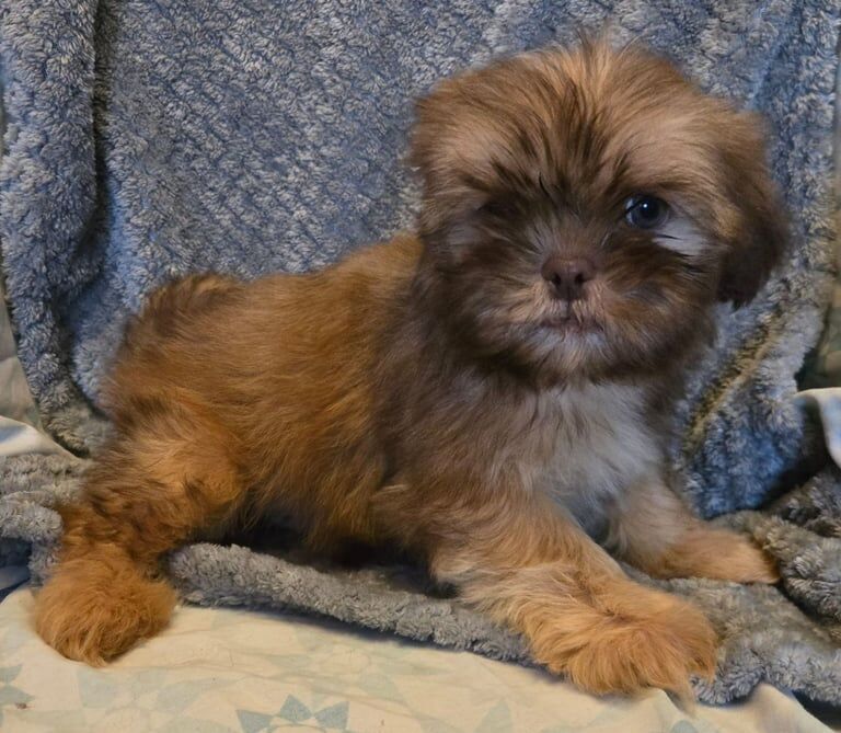 Shih Tzu puppies for sale in Tipton, West Midlands – 8 weeks old - Image 3 of 3