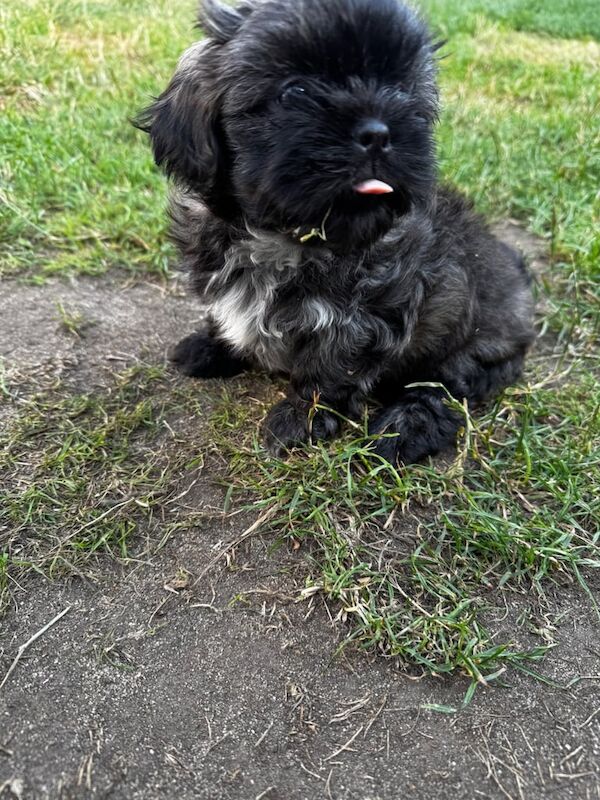 Shih Tzu puppies for sale in Poole, Dorset – KC registered, 7 weeks old