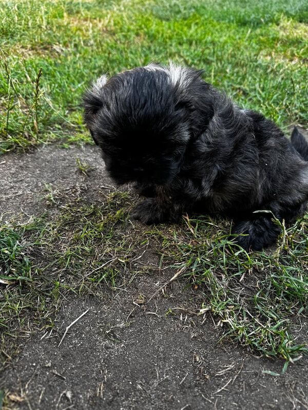 Shih Tzu puppies for sale in Poole, Dorset – KC registered, 7 weeks old - Image 2 of 3