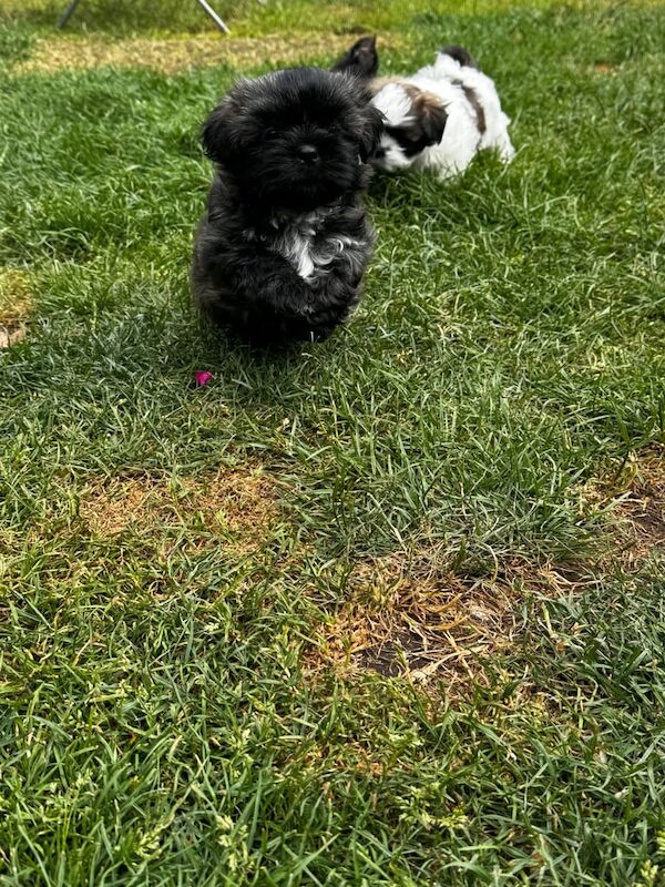 Shih Tzu puppies for sale in Poole, Dorset – KC registered, 7 weeks old - Image 3 of 3