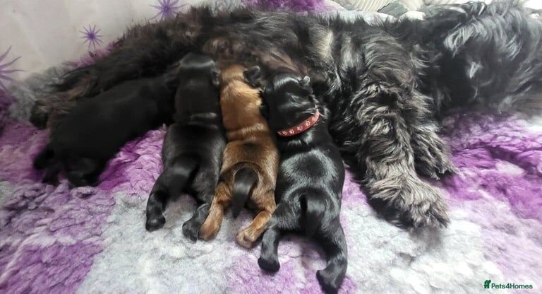Shih Tzu puppies for sale in Mexborough, South Yorkshire – 7 weeks old - Image 2 of 3