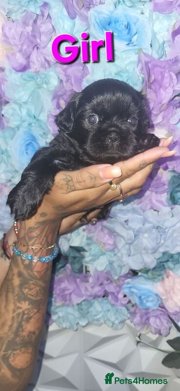 Shih Tzu puppies for sale in Mexborough, South Yorkshire – 7 weeks old - Image 3 of 3