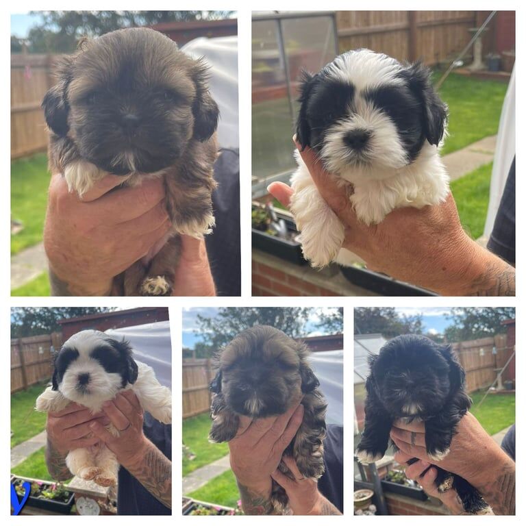 Shih Tzu puppies for sale in South Shields, Tyne and Wear – 5 weeks old