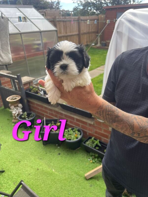 Shih Tzu puppies for sale in South Shields, Tyne and Wear – 5 weeks old - Image 3 of 3