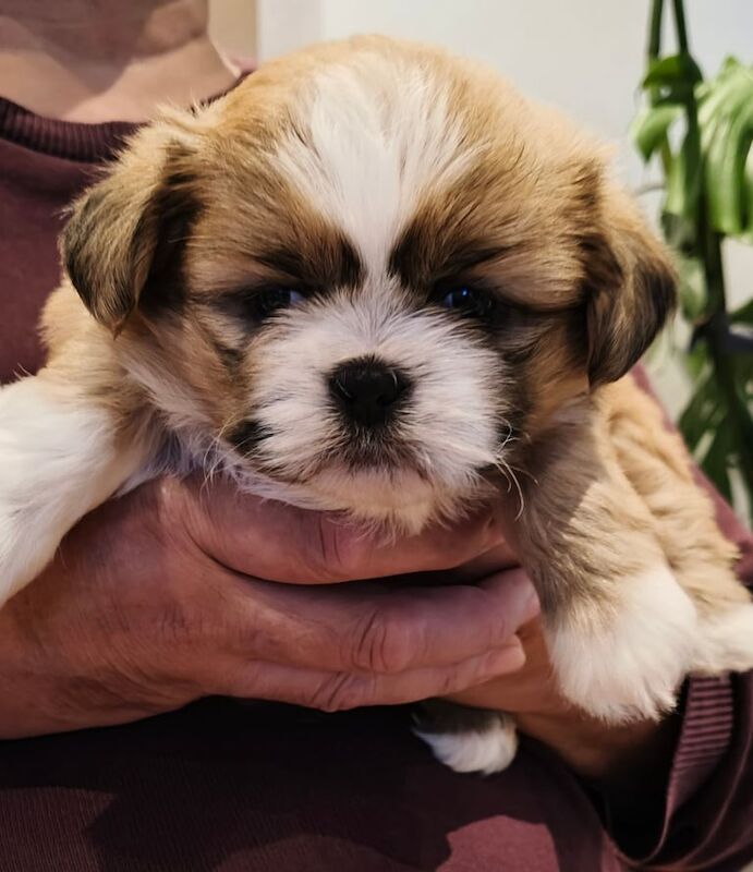 Shih Tzu puppies for sale in Scarborough, North Yorkshire – 5 weeks old