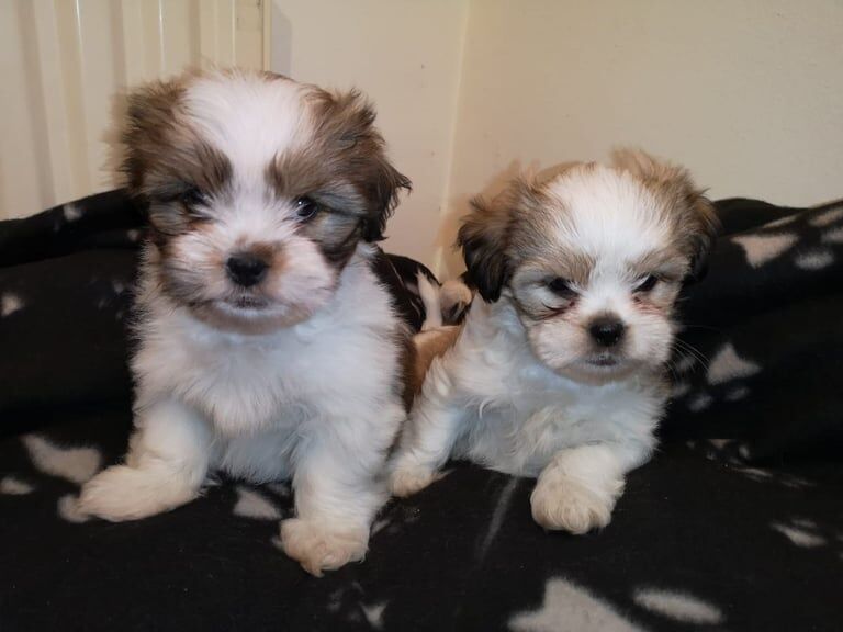 Shih Tzu puppies for sale in Coleraine, County Londonderry – 8 weeks old - Image 2 of 3