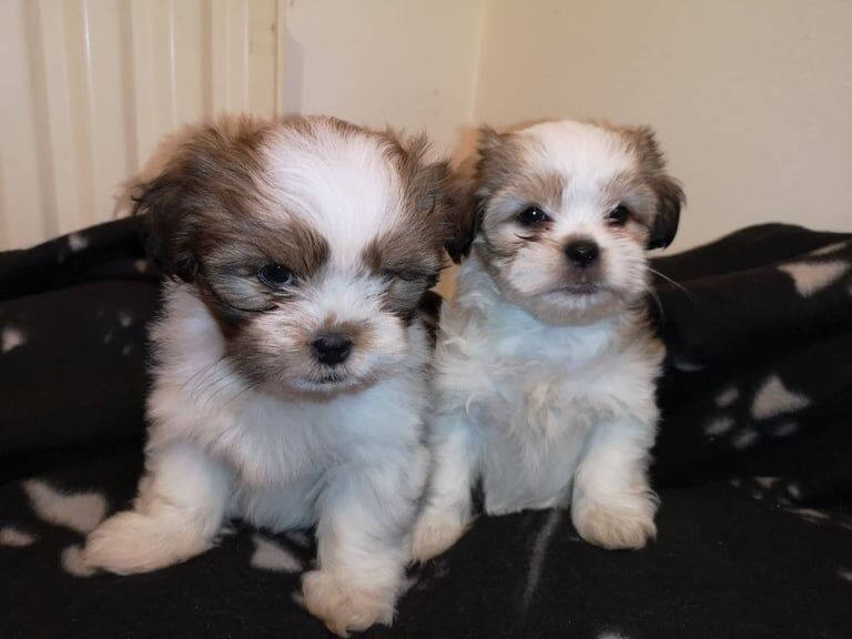 Shih Tzu puppies for sale in Coleraine, County Londonderry – 8 weeks old - Image 3 of 3