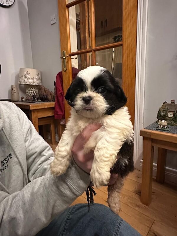 Shih Tzu Puppies For Sale
