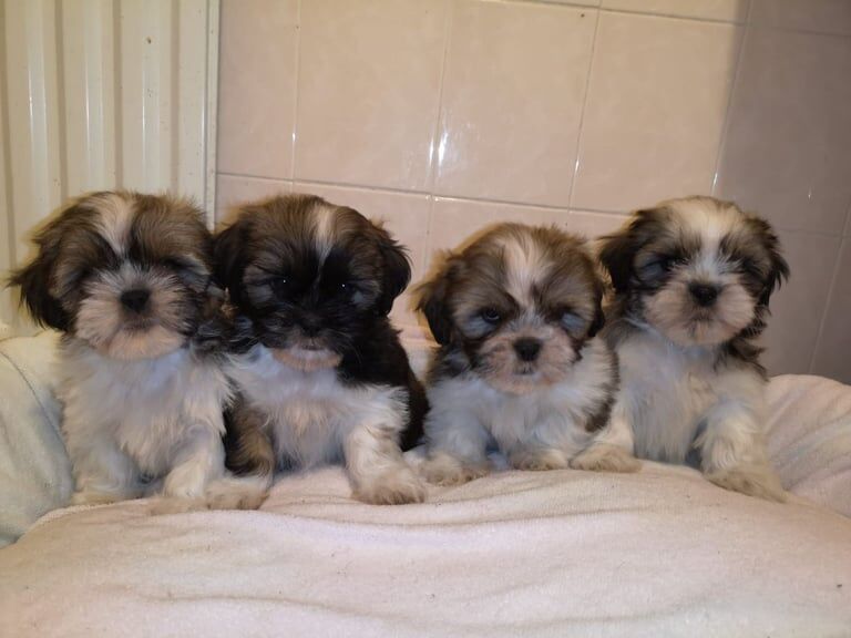 Shih Tzu puppies for sale in Coleraine, County Londonderry β 8 weeks old