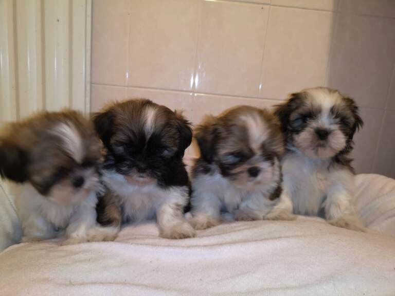 Shih Tzu puppies for sale in Coleraine, County Londonderry – 8 weeks old - Image 2 of 5