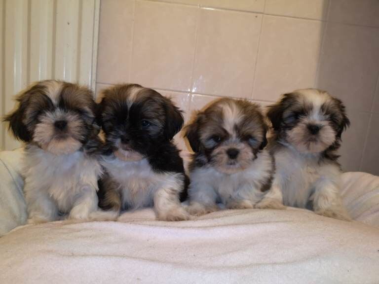 Shih Tzu puppies for sale in Coleraine, County Londonderry – 8 weeks old - Image 3 of 5