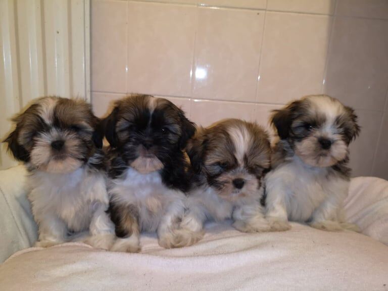 Shih Tzu puppies for sale in Coleraine, County Londonderry – 8 weeks old - Image 4 of 5
