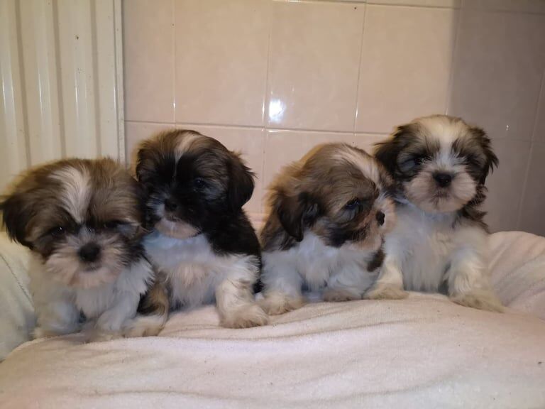 Shih Tzu puppies for sale in Coleraine, County Londonderry – 8 weeks old - Image 5 of 5