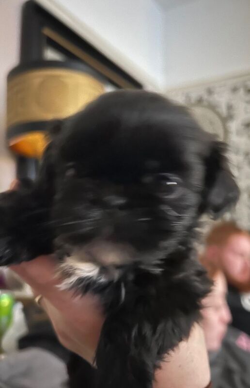 Shih Tzu puppies for sale in West Derby, Merseyside – 8 weeks old