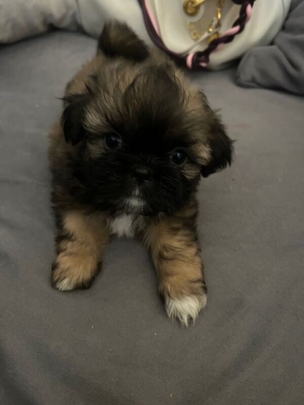 Shih-tzu puppies for sale - Image 2 of 5