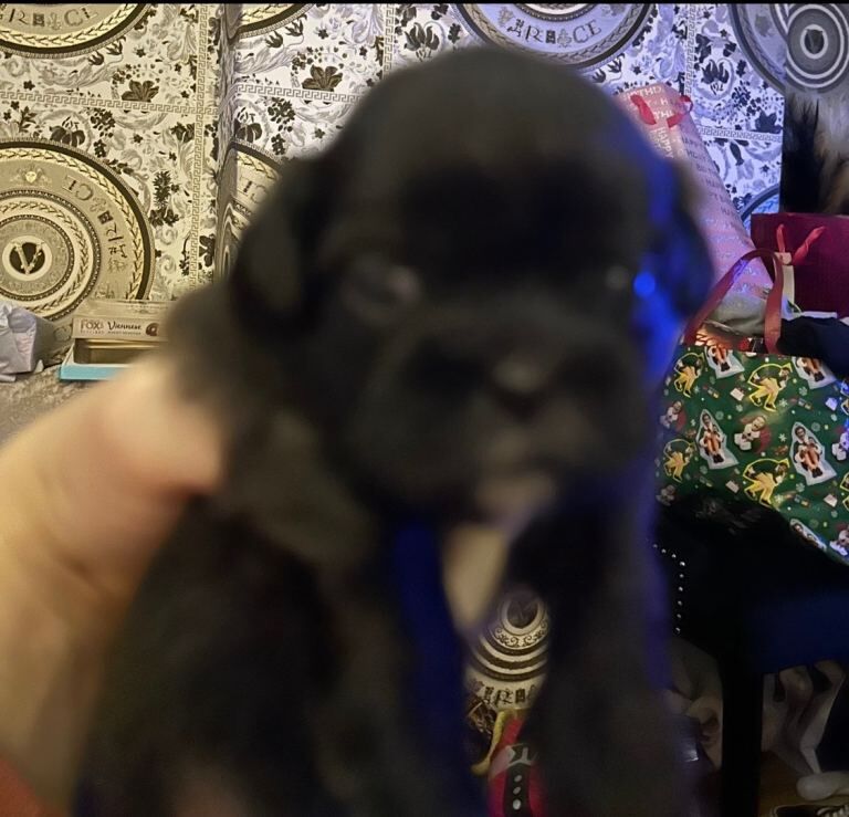 Shih-tzu puppies for sale - Image 3 of 5