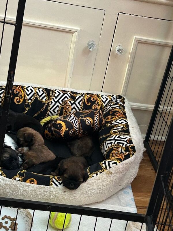 Shih-tzu puppies for sale - Image 4 of 5