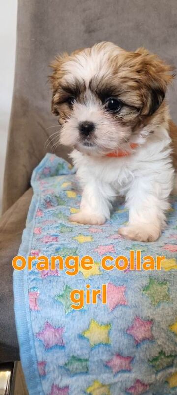 Shih tzu puppies for sale