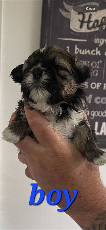 Shih tzu puppies for sale - Image 2 of 3