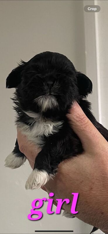 Shih tzu puppies for sale - Image 3 of 3