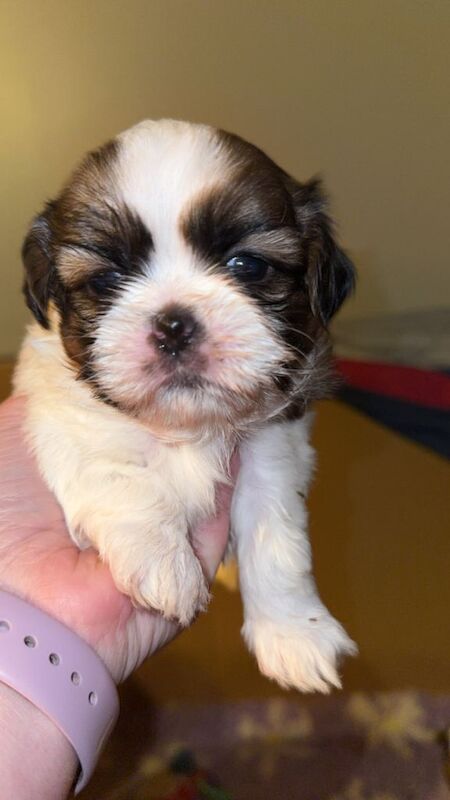 Shih Tzu puppies for sale in Cookstown, County Tyrone – KC registered, 4 weeks old