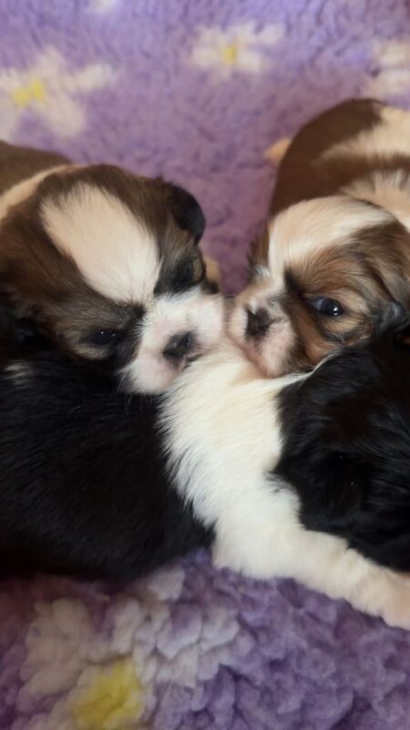 Shih Tzu puppies Kc registered