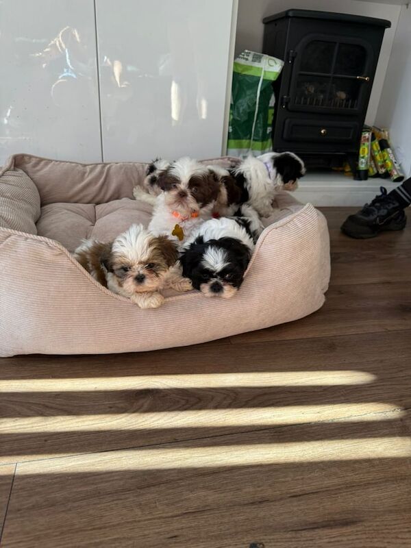Shih Tzu puppies for sale in Bradford, West Yorkshire – 8 weeks old