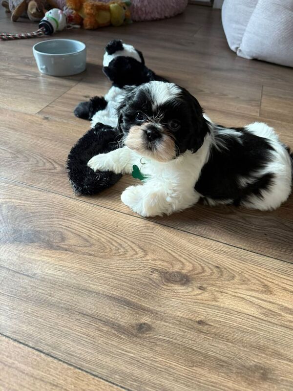 Shih Tzu puppies for sale in Bradford, West Yorkshire – 8 weeks old - Image 2 of 3