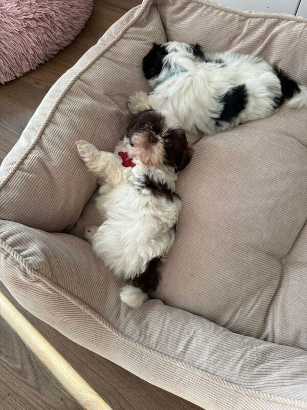 Shih Tzu puppies for sale in Bradford, West Yorkshire – 8 weeks old - Image 3 of 3