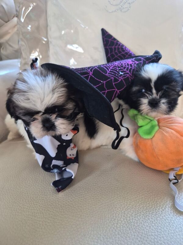 Shih Tzu puppies for sale in Bishop Auckland, Durham – 6 weeks old - Image 2 of 5
