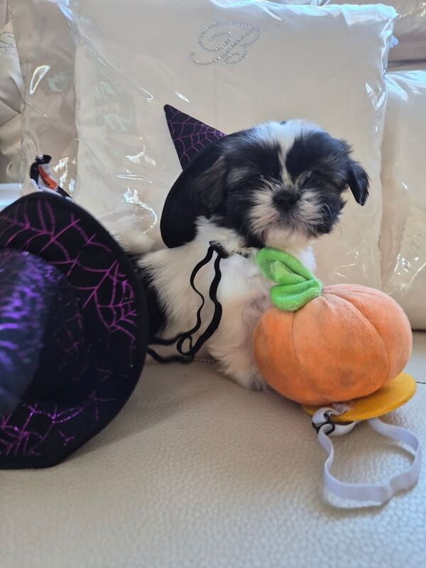 Shih Tzu puppies for sale in Bishop Auckland, Durham – 6 weeks old - Image 3 of 5