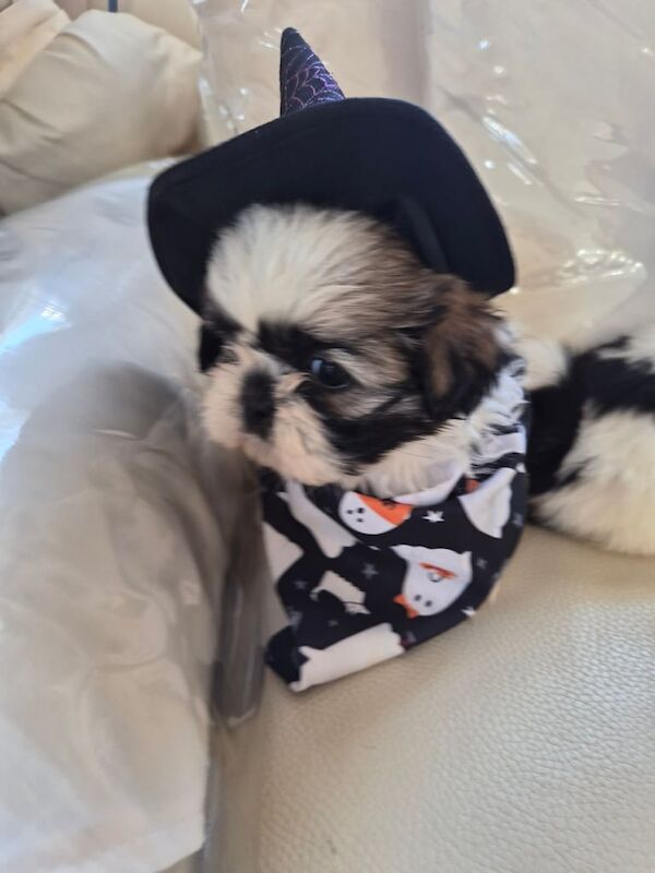 Shih Tzu puppies for sale in Bishop Auckland, Durham – 6 weeks old - Image 4 of 5