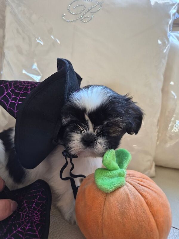 Shih Tzu puppies for sale in Bishop Auckland, Durham – 6 weeks old - Image 5 of 5