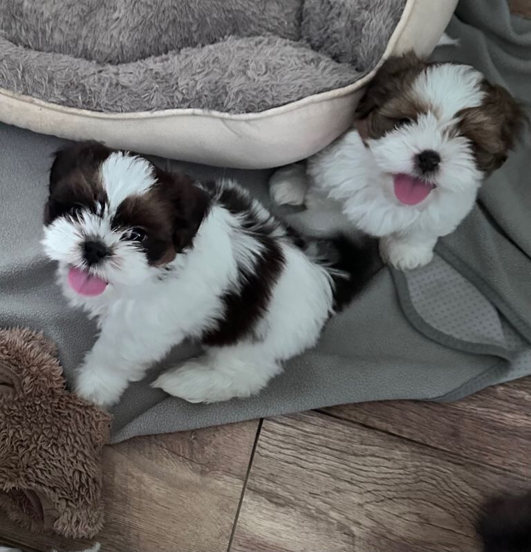 Shih Tzu puppies ready now