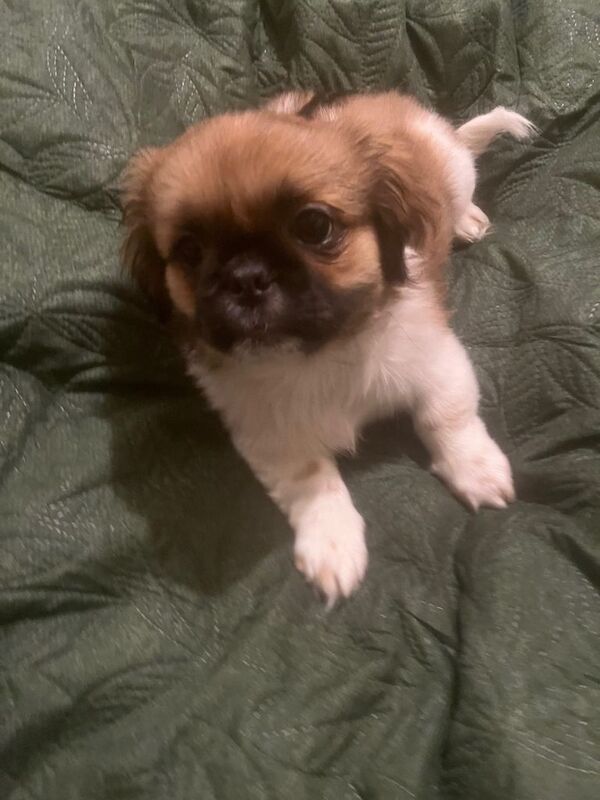 Shih Tzu puppies for sale in Halton, West Yorkshire – 11 weeks old - Image 2 of 3