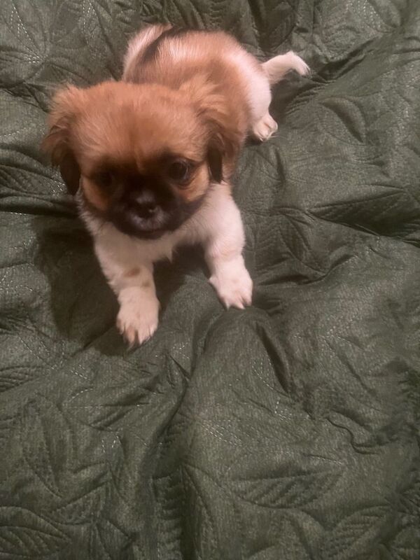 Shih Tzu puppies for sale in Halton, West Yorkshire – 11 weeks old - Image 3 of 3