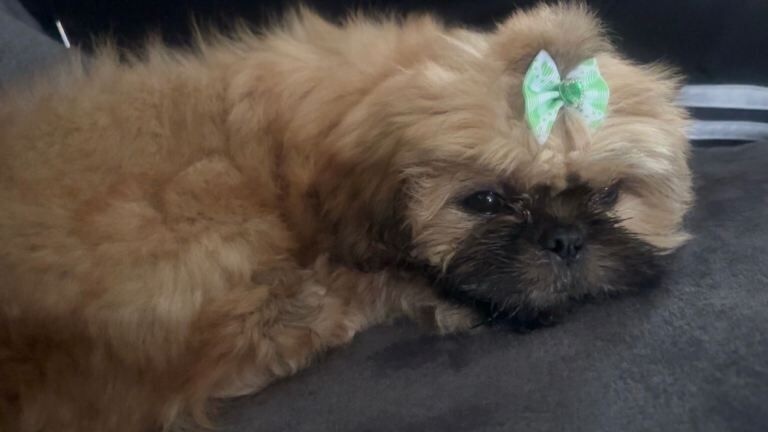 Shih tzu puppy 10 weeks old
