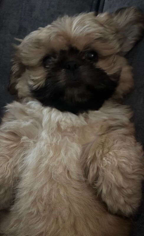 Shih tzu puppy 10 weeks old - Image 2 of 5