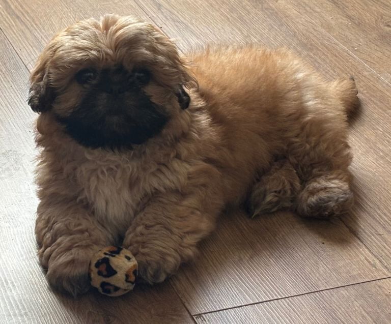 Shih tzu puppy 10 weeks old - Image 3 of 5
