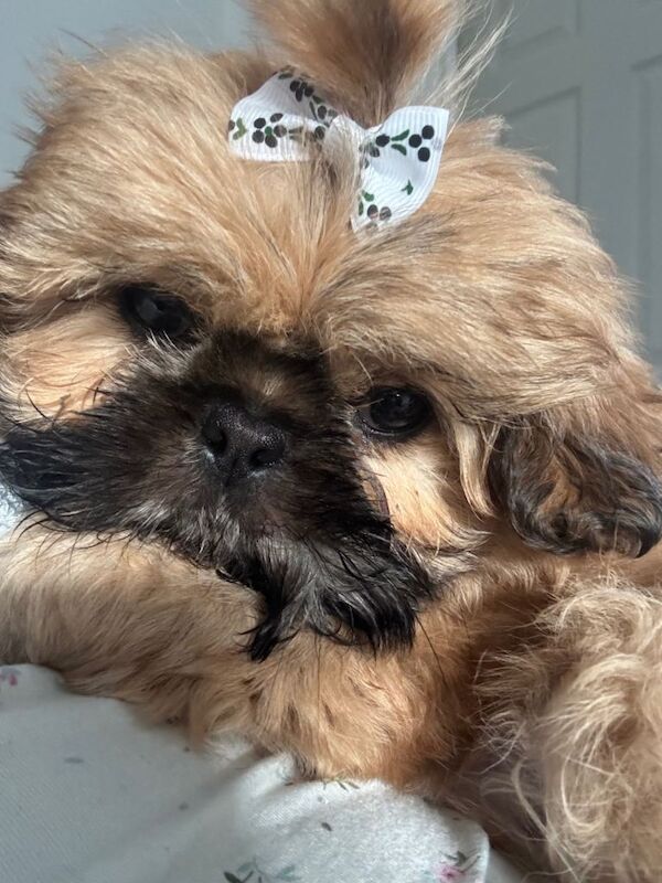 Shih tzu puppy 10 weeks old - Image 4 of 5