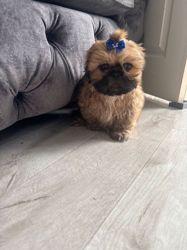 Shih tzu puppy 10 weeks old - Image 5 of 5