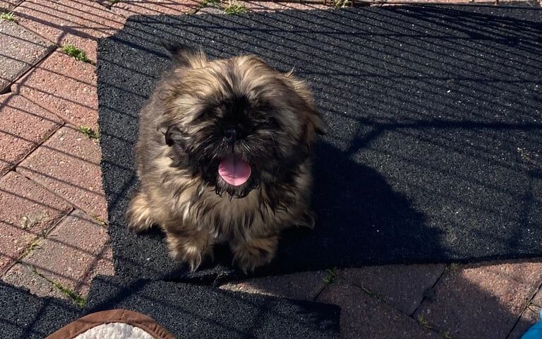 Shih tzu puppy - Image 2 of 3