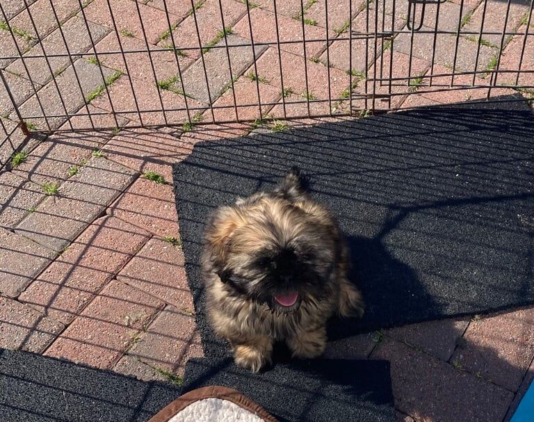 Shih tzu puppy - Image 3 of 3