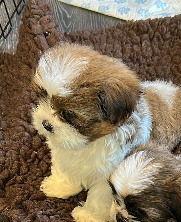 Shih Tzu puppy for sale in Birchwood Centre, Cheshire