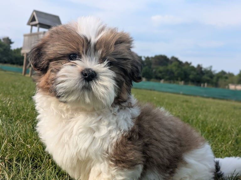 Shih Tzu Puppy for sale in Birchwood Centre, Cheshire