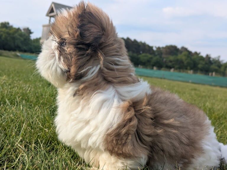 Shih Tzu Puppy for sale in Birchwood Centre, Cheshire | Image 2